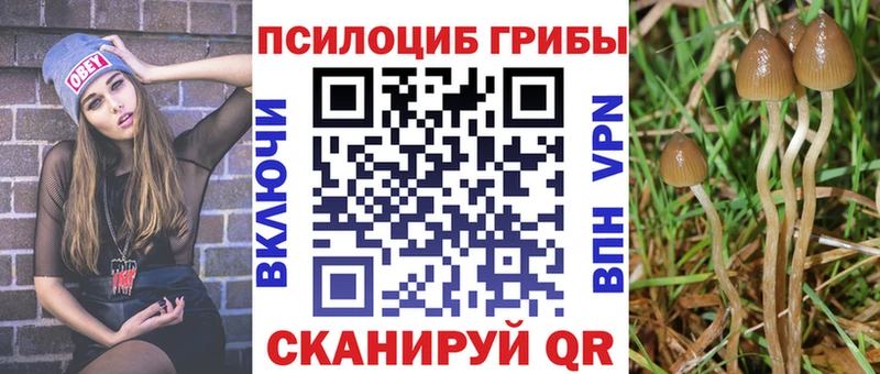Галлюциногенные грибы Psilocybine cubensis  сколько стоит  Менделеевск 